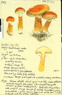 Suillus grevillei image