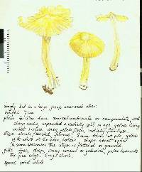 Hygrocybe striatolutea image