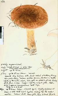 Tricholoma albobrunneum image