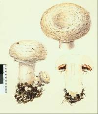 Agaricus bisporus image