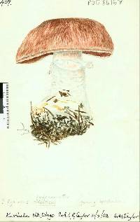 Agaricus subperonatus image