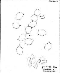 Entoloma melanocephalum image