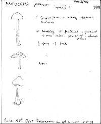 Entoloma procerum image