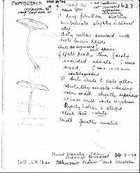 Entoloma croceum image