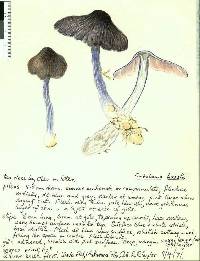 Entoloma haastii image