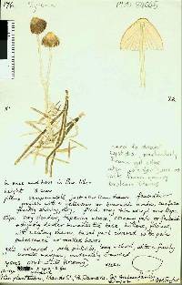 Cystoderma clastotrichum image