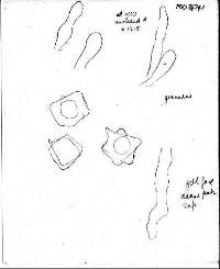 Entoloma procerum image