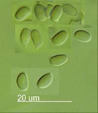 Cystoderma muscicola image