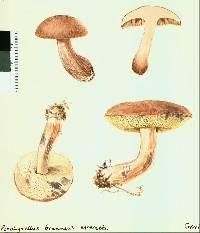 Porphyrellus brunneus image