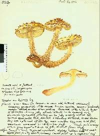 Pholiota adiposa image