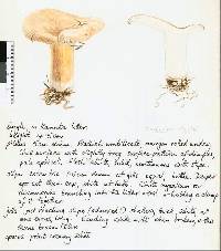 Lactarius clarkeae image