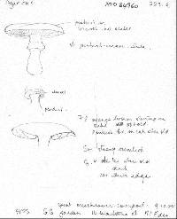 Agaricus bisporus image