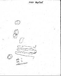 Mycena cystidiosa image