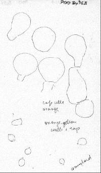 Cystoderma clastotrichum image