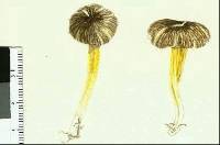 Hygrocybe fuliginata image