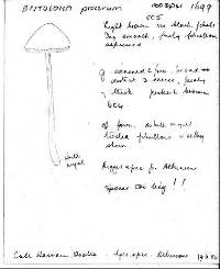 Entoloma procerum image