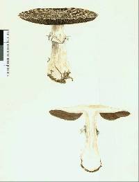 Agaricus horakii image