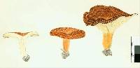 Lactarius tawai image