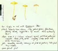 Entoloma sulphureum image