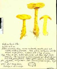 Dermocybe canaria image