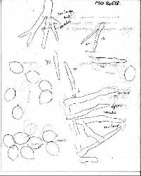 Mycena interrupta image