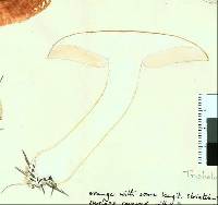 Tricholoma albobrunneum image