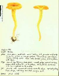 Hygrocybe procera image