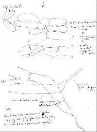 Armillaria limonea image