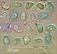 Tricholomopsis ornaticeps image