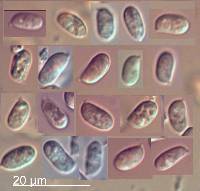 Tricholomopsis ornaticeps image