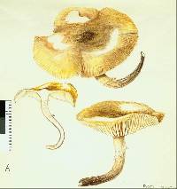 Armillaria novae-zelandiae image