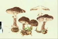 Agaricus purpureoniger image