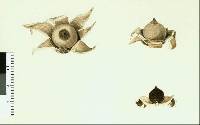 Geastrum triplex image