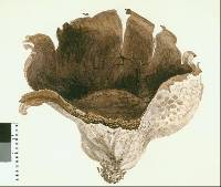 Lycoperdon utriforme image