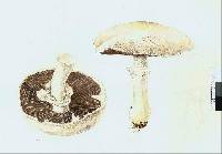 Agaricus arvensis image