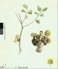 Cyttaria gunnii image