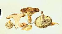 Paxillus involutus image