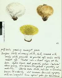 Lycoperdon pratense image