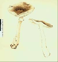 Amanita nothofagi image