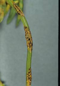 Puccinia lagenophorae image