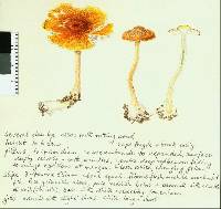 Cystoderma clastotrichum image