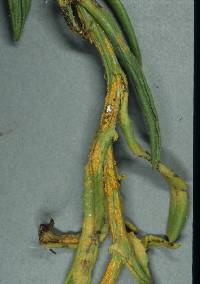 Puccinia lagenophorae image