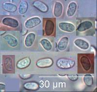 Tricholomopsis ornaticeps image