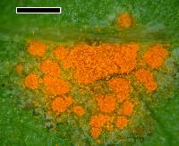 Puccinia oxalidis image