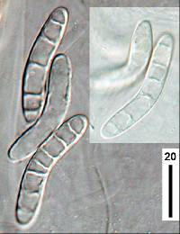 Lasiosphaeria sorbina image