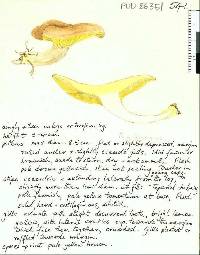 Phylloporus novae-zelandiae image