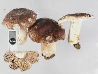 Russula griseostipitata image