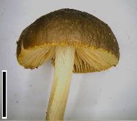 Pluteus pauperculus image