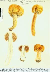 Cortinarius epiphaeus image