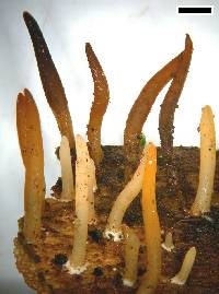 Calocera cornea image